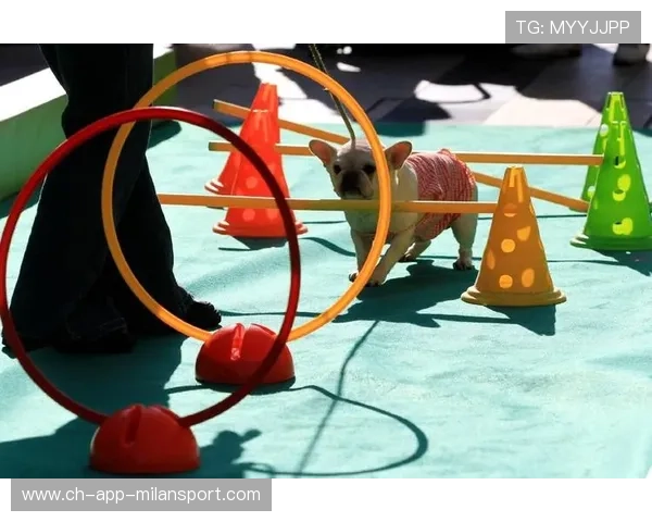 运动“萌宠”助阵：赛场上最萌的“明星”